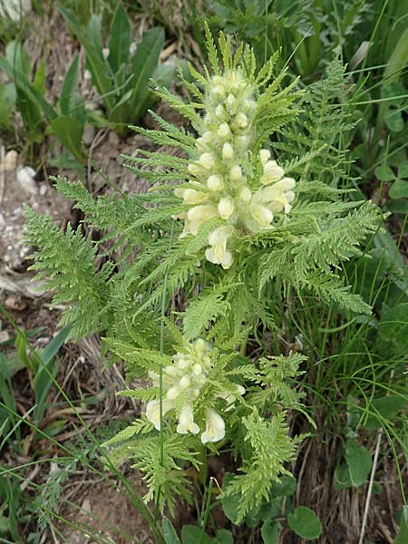 Pedicularis foliosa \ Reichblttriges Lusekraut, A Pusterwald, Eiskar 1.7.2019