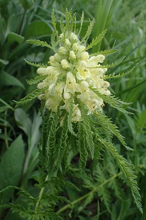 Pedicularis foliosa \ Reichblttriges Lusekraut, A Pusterwald, Eiskar 29.6.2021