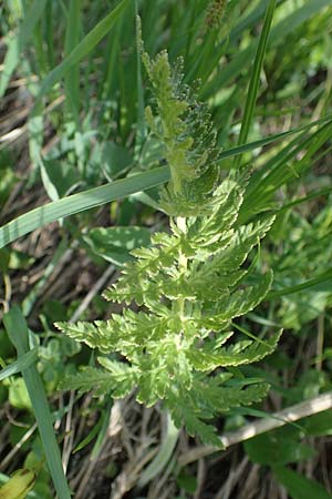 Pedicularis foliosa \ Reichblttriges Lusekraut, A Pusterwald, Eiskar 29.6.2021