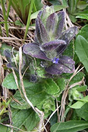 Ajuga pyramidalis \ Pyramiden-Gnsel / Pyramidal Bugle, A Malta - Tal / Valley 7.6.2008