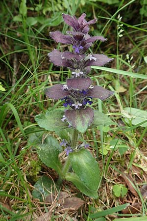 Ajuga pyramidalis \ Pyramiden-Gnsel, A Osttirol, Porze 13.7.2019