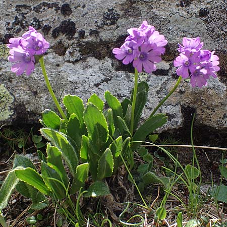Primula glutinosa \ Klebrige Primel / Sticky Primrose, A Seetaler Alpen, Zirbitzkogel 28.6.2021
