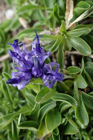 Phyteuma globulariifolium subsp. globulariifolium \ Armbltige Rapunzel / Globularia-Leaved Rampion, A Wölzer Tauern, Kleiner Zinken 24.7.2021