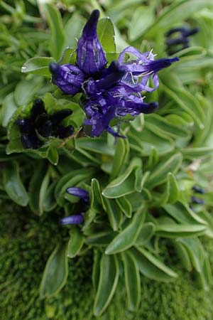 Phyteuma globulariifolium subsp. globulariifolium \ Armbltige Rapunzel, A Wölzer Tauern, Kleiner Zinken 24.7.2021