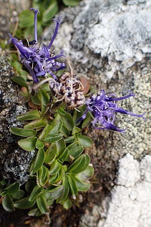 Phyteuma globulariifolium subsp. globulariifolium \ Armbltige Rapunzel / Globularia-Leaved Rampion, A Niedere Tauern, Sölk-Pass 26.7.2021