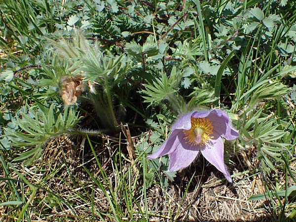 Pulsatilla grandis \ Groe Kuhschelle / Greater Pasque-Flower, A Perchtoldsdorf 3.4.2023