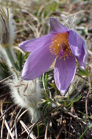Pulsatilla grandis \ Groe Kuhschelle / Greater Pasque-Flower, A Perchtoldsdorf 3.4.2023