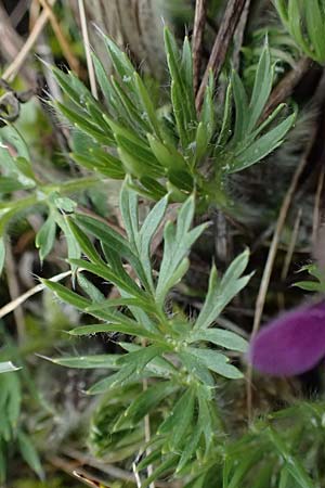 Pulsatilla grandis \ Groe Kuhschelle / Greater Pasque-Flower, A Perchtoldsdorf 7.3.2024