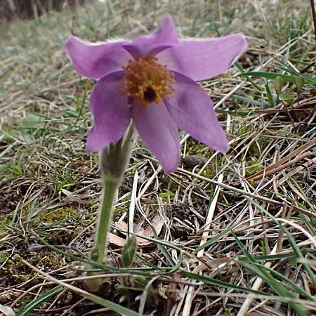 Pulsatilla grandis \ Groe Kuhschelle / Greater Pasque-Flower, A Perchtoldsdorf 7.3.2024