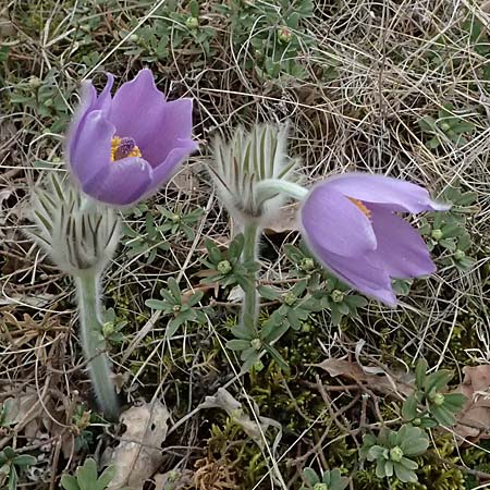 Pulsatilla grandis \ Groe Kuhschelle / Greater Pasque-Flower, A Siegendorf 7.3.2024