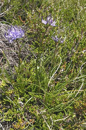 Phyteuma hemisphaericum \ Halbkugelige Teufelskralle / Horned Rampion, A Malta - Tal / Valley 19.7.2010