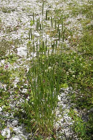 Phleum pratense / Timothy Grass, A Dachstein 20.7.2010