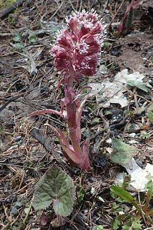 Petasites hybridus / Butterbur, A Carinthia, Hochobir 19.5.2016