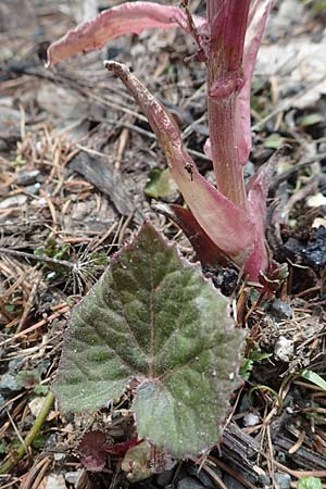 Petasites hybridus \ Gewhnliche Pestwurz / Butterbur, A Kärnten/Carinthia, Hochobir 19.5.2016