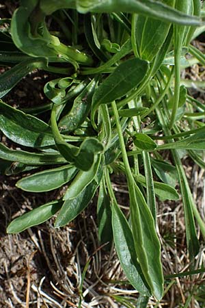 Phyteuma globulariifolium subsp. globulariifolium \ Armbltige Rapunzel / Globularia-Leaved Rampion, A Wölzer Tauern, Kleiner Zinken 26.6.2021