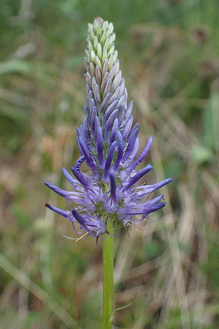 Phyteuma zahlbruckneri \ Zahlbruckners Teufelskralle / Zahlbruckner's Rampion, A Pusterwald, Eiskar 29.6.2021