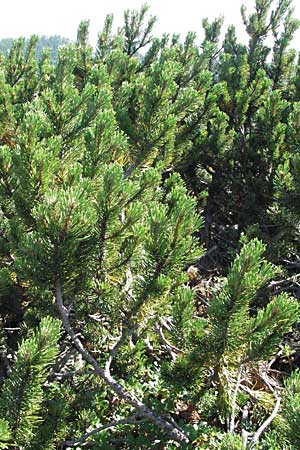 Pinus mugo \ Legfhre, Latschen-Kiefer / Dwarf Mountain Pine, A Kärnten/Carinthia, Petzen 21.7.2007