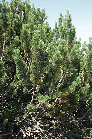 Pinus mugo \ Legfhre, Latschen-Kiefer / Dwarf Mountain Pine, A Kärnten/Carinthia, Petzen 21.7.2007