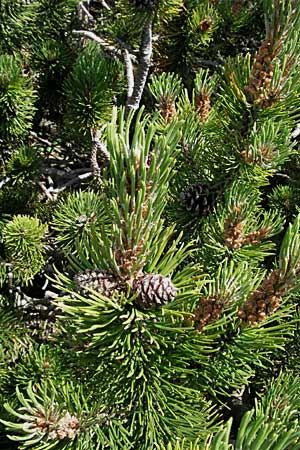 Pinus mugo \ Legfhre, Latschen-Kiefer / Dwarf Mountain Pine, A Kärnten/Carinthia, Petzen 21.7.2007