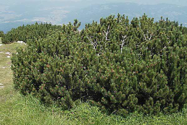 Pinus mugo \ Legfhre, Latschen-Kiefer / Dwarf Mountain Pine, A Kärnten/Carinthia, Petzen 21.7.2007