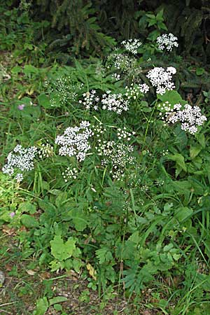 Pimpinella major \ Groe Bibernelle / Greater Burnet Saxifrage, A Kärnten/Carinthia, Petzen 21.7.2007