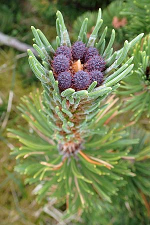 Pinus mugo \ Legfhre, Latschen-Kiefer / Dwarf Mountain Pine, A Trenchtling 3.7.2019