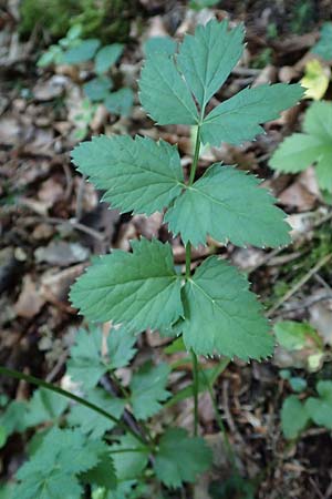 Pimpinella major \ Groe Bibernelle / Greater Burnet Saxifrage, A Steiermark, Pernegg-Mixnitz 4.7.2019