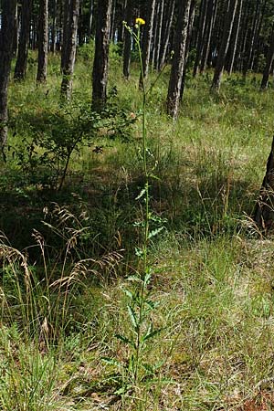 Picris hieracioides \ Gemeines Bitterkraut, A Weikersdorf am Steinfeld 2.7.2020