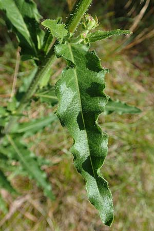 Picris hieracioides \ Gemeines Bitterkraut, A Weikersdorf am Steinfeld 2.7.2020