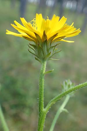 Picris hieracioides \ Gemeines Bitterkraut / Hawkweed Ox-Tongue, A Weikersdorf am Steinfeld 2.7.2020