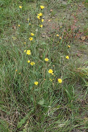 Picris hieracioides \ Gemeines Bitterkraut / Hawkweed Ox-Tongue, A Hainburg 25.9.2022