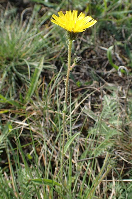 Picris hieracioides \ Gemeines Bitterkraut / Hawkweed Ox-Tongue, A Seewinkel, Apetlon 26.9.2022