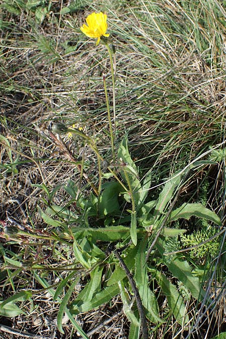 Picris hieracioides \ Gemeines Bitterkraut, A Seewinkel, Apetlon 26.9.2022