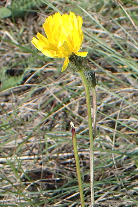 Picris hieracioides \ Gemeines Bitterkraut, A Seewinkel, Apetlon 26.9.2022