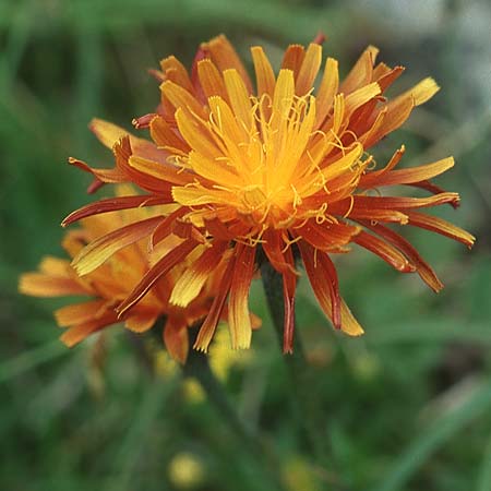 Crepis aurea \ Gold-Pippau / Golden Hawk's-Beard, A Ost-Tirol Sillian 1.8.2004