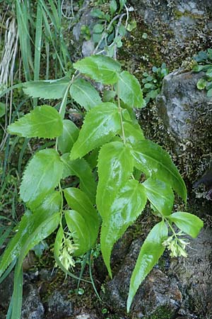 Paederota lutea \ Gelbes Mnderle / Yellow Veronica, A Kärnten/Carinthia, Gallizien 18.5.2016