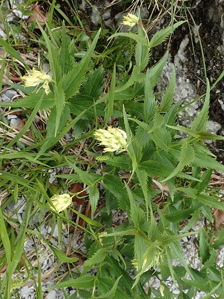 Paederota lutea \ Gelbes Mnderle, A Kärnten, Trögerner Klamm 18.5.2016