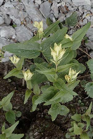 Paederota lutea / Yellow Veronica, A Carinthia, Trögerner Klamm 18.5.2016