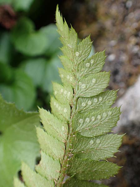 Polystichum lonchitis \ Lanzen-Schildfarn, A Osttirol, Porze 13.7.2019