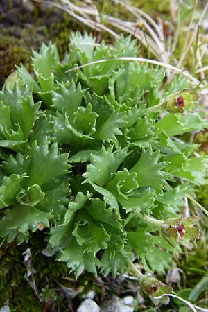 Primula minima \ Zwerg-Primel / Fairy Primrose, A Malta - Tal / Valley 7.6.2008