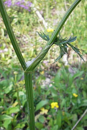 Pimpinella major \ Groe Bibernelle, A Kärnten, Hochobir 1.7.2010