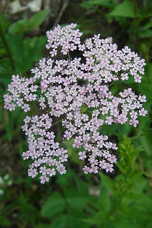 Pimpinella major \ Groe Bibernelle, A Kärnten, Hochobir 1.7.2010