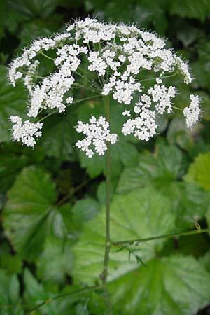 Pimpinella major / Greater Burnet Saxifrage, A Gloggnitz 4.8.2011