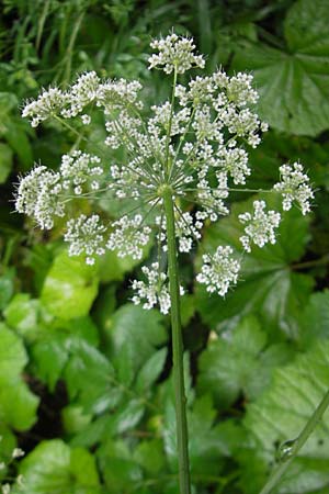 Pimpinella major \ Groe Bibernelle / Greater Burnet Saxifrage, A Gloggnitz 4.8.2011