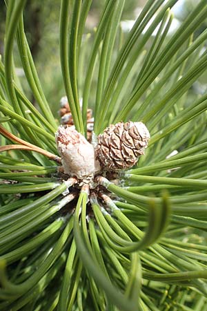 Pinus mugo \ Legföhre, Latschen-Kiefer / Dwarf Mountain Pine, A Kärnten/Carinthia, Hochstuhl 17.5.2016