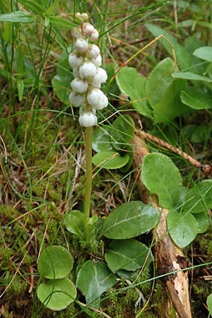 Pyrola minor / Common Wintergreen, A Pusterwald 1.7.2019