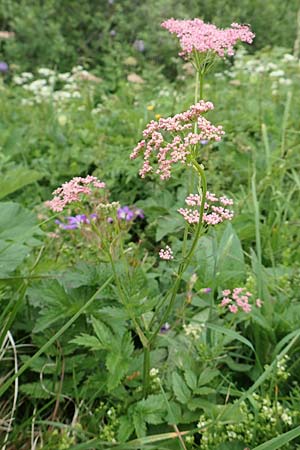 Pimpinella major \ Groe Bibernelle, A Schneealpe 30.6.2020