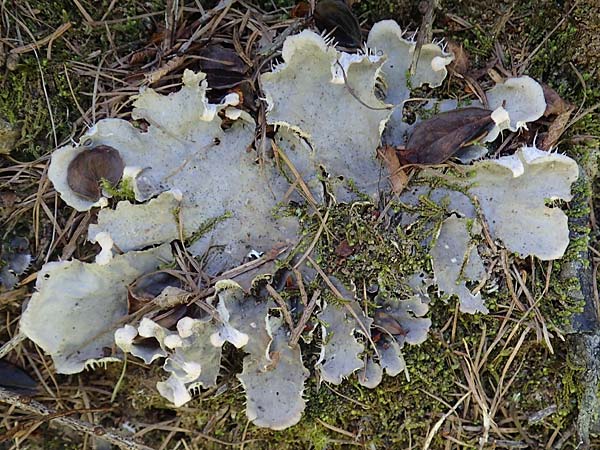 Peltigera membranacea ? \ Graubraune Schild-Flechte / Membrane Dog Lichen, A Pusterwald 29.6.2021