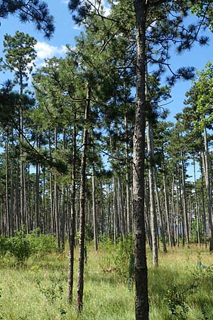 Pinus nigra \ Schwarz-Kiefer / Black Pine, Austrian Pine, A Weikersdorf am Steinfeld 2.7.2020