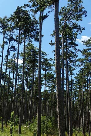 Pinus nigra \ Schwarz-Kiefer, A Weikersdorf am Steinfeld 2.7.2020